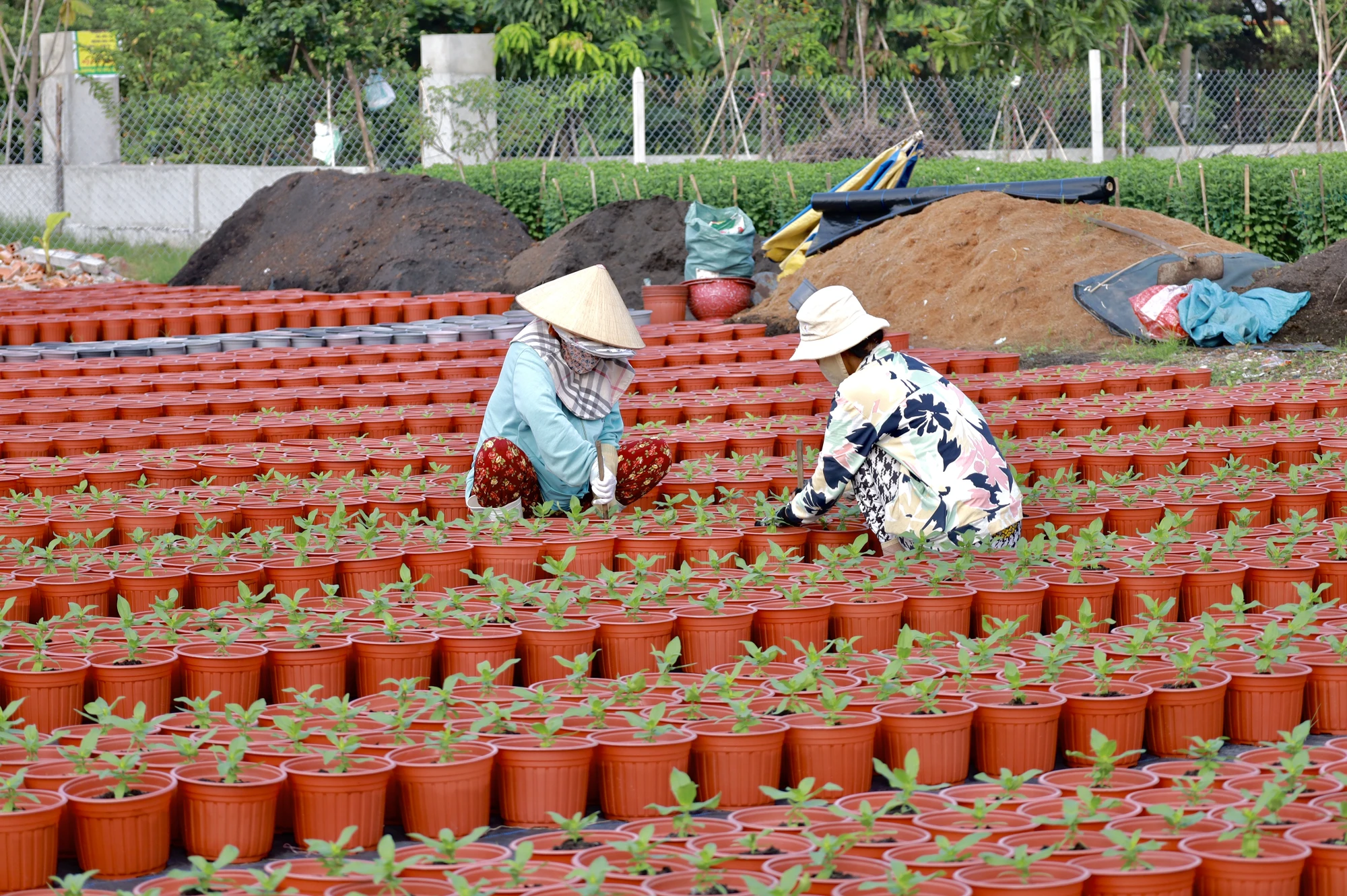 :lang-hoa-o-ngoai-thanh-tp-hcm-tat-bat-vao-vu-hoa-tet-post0.htmlwww.jpg