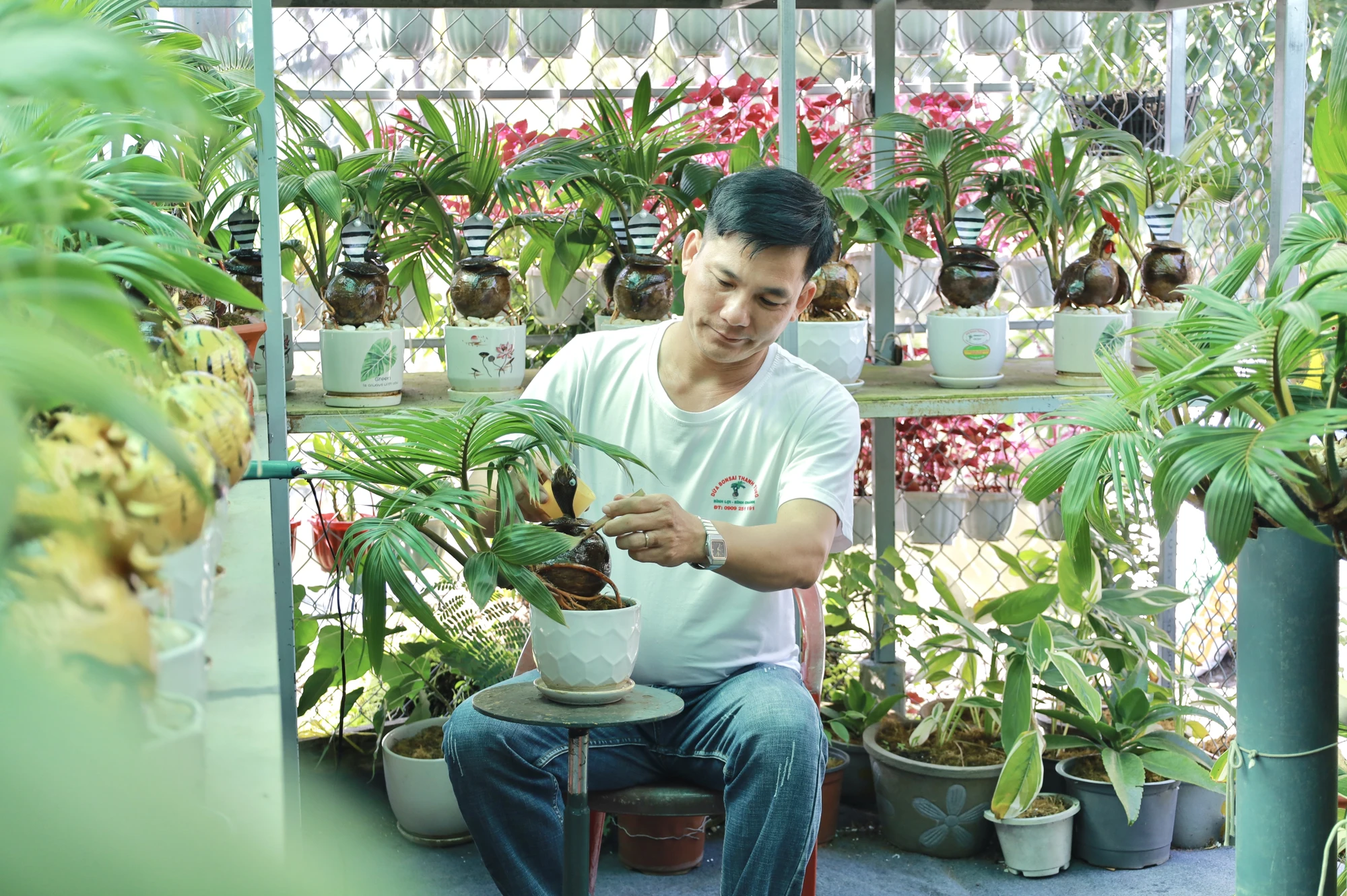 Trình làng dừa bonsai 'rắn ngậm ngọc' độc đáo cho dịp Tết Ất Tỵ 2025