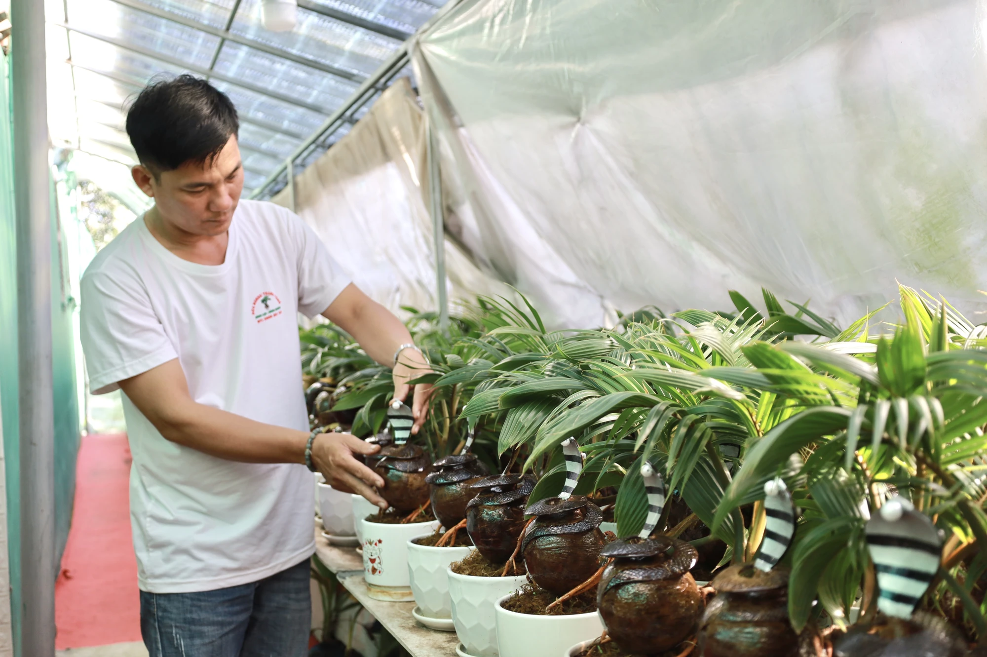 IMG_0504trinh-lang-dua-bonsai-ran-ngam-ngoc-doc-dao-cho-dip-tet-at-ty-2025-post0.html.jpg