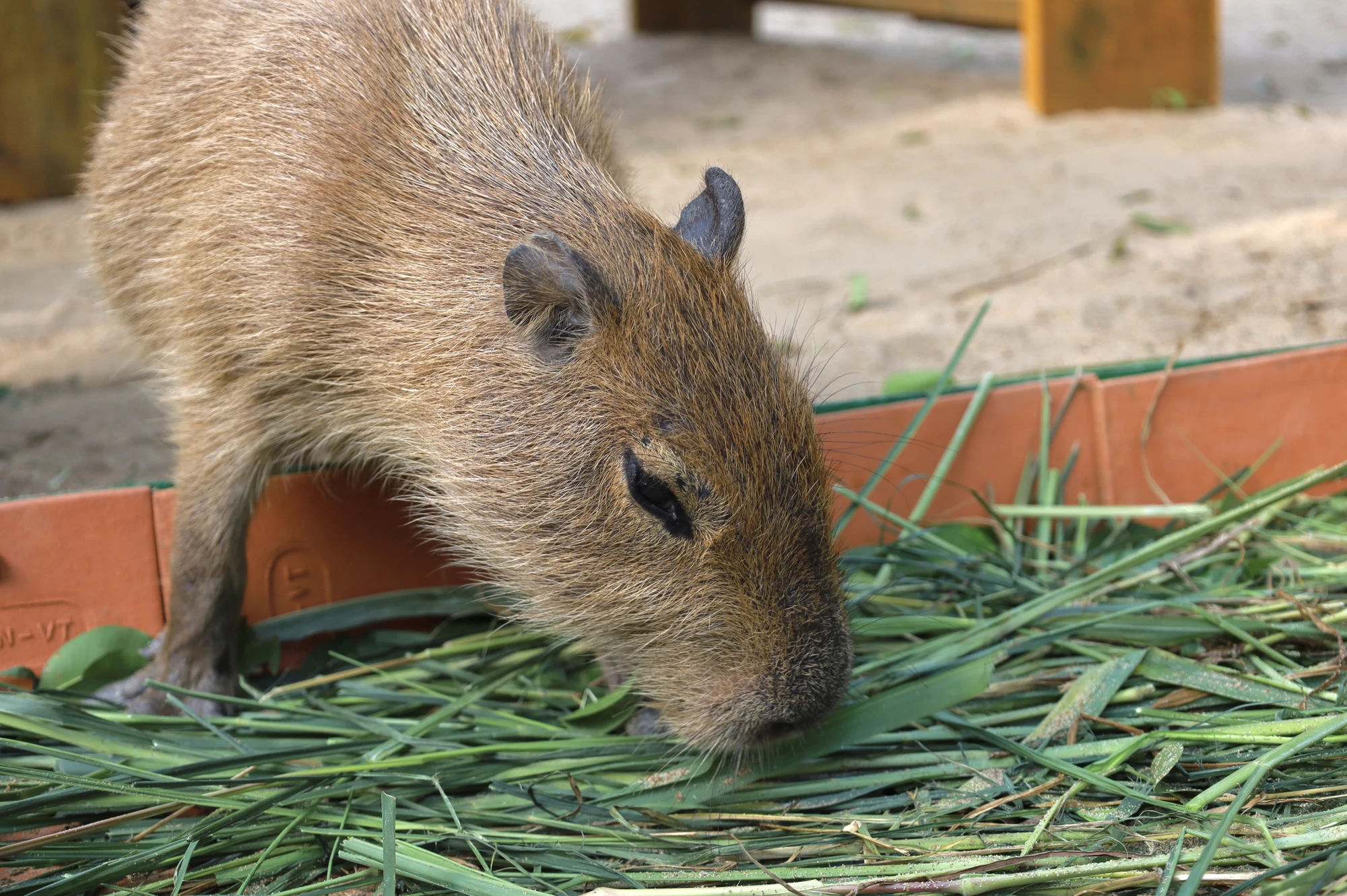 IMG_0888capybara-ngoai-doi-that-gay-sot-nguoi-dan-tp-hcm-cho-toi-luot-de-duoc-vuot-ve-post0capybara-ngoai-doi-that-gay-sot-nguoi-dan-tp-hcm-cho-toi-luot-de-duoc-vuot-ve-post0.html.html.jpg