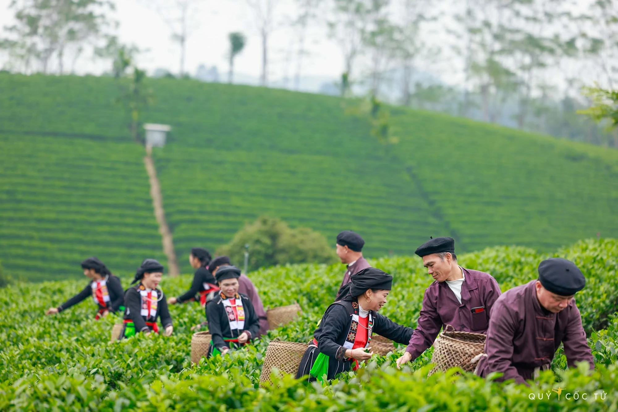 IMG_0841QUY-COC-TU.JPG