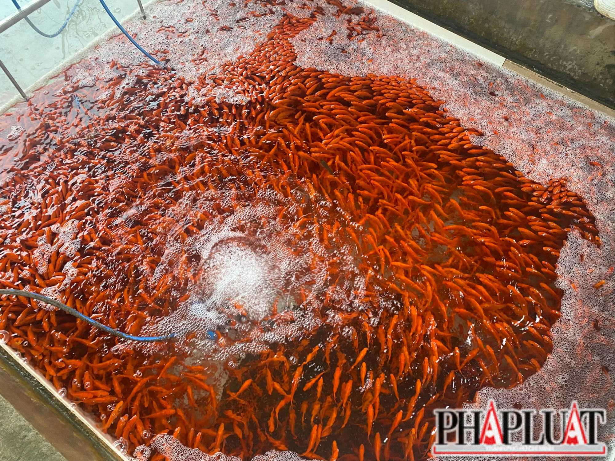 Hơn 40 tấn cá chép đỏ làng Thuỷ Trầm phục vụ người dân dịp Tết ông Công ông Táo 4.JPG