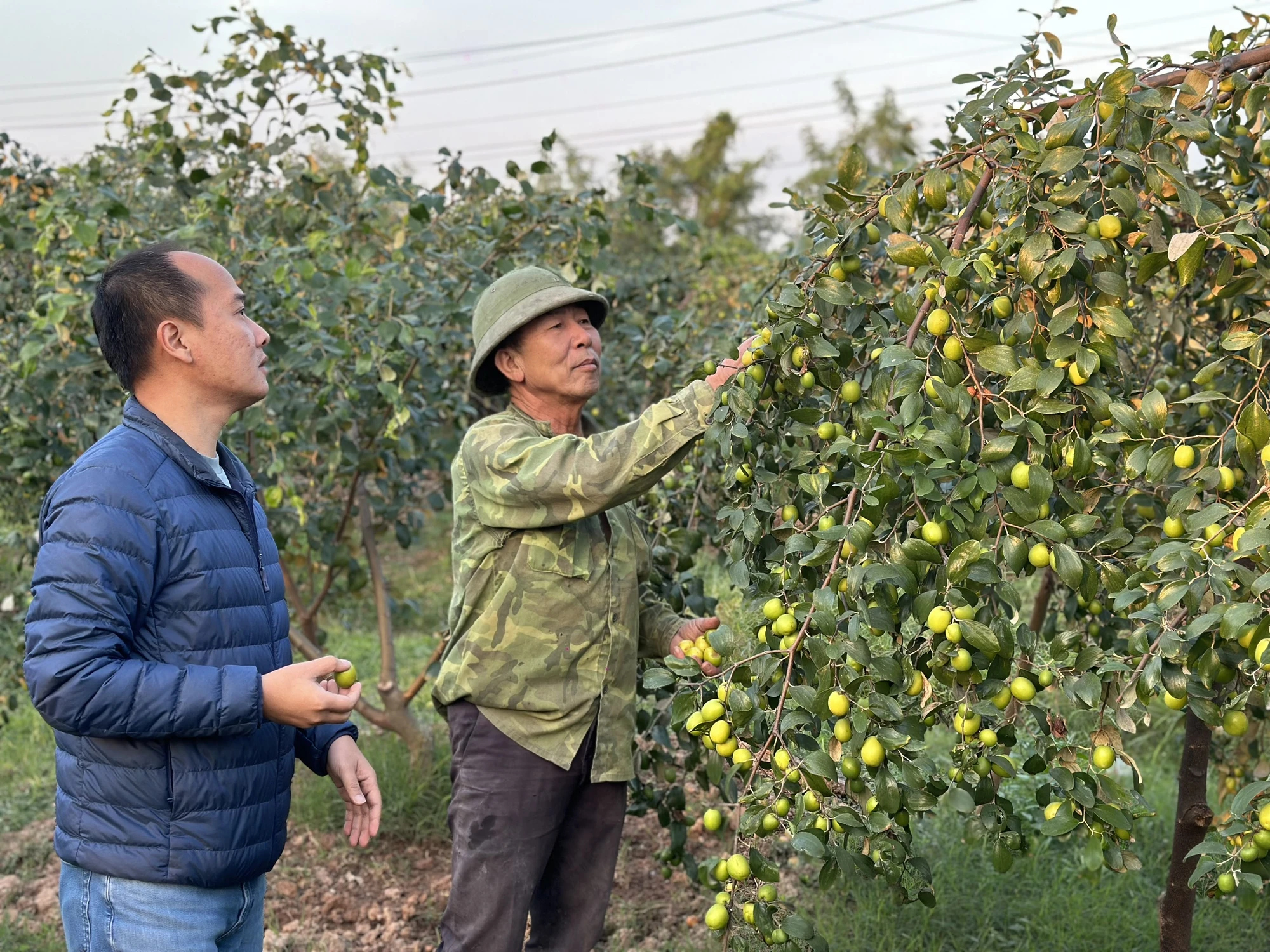 Đặc sản táo muối chỉ có tại Hải Phòng cháy hàng