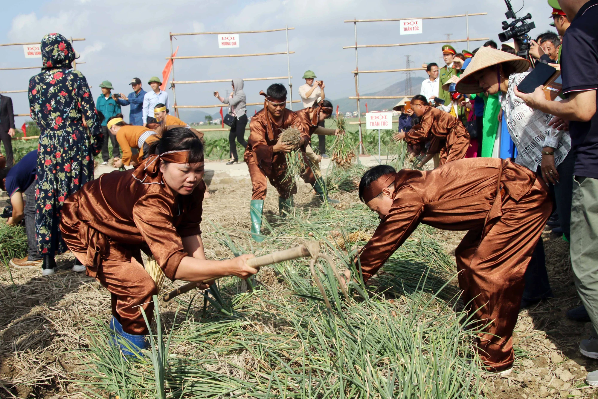 doc-dao-cuoc-thi-thu-hoach-hanh-toi-o-thu-phu-hanh-toi-hai-duong-7.JPG