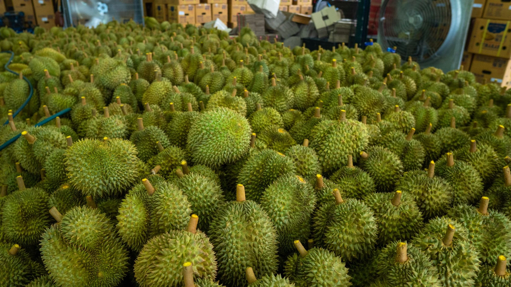 sau-rieng-xuat-khau-Trung-Quoc-kinh-te.jpg