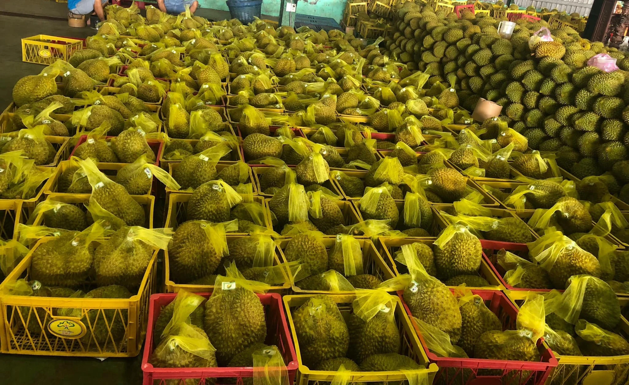 sầu riêng Việt Nam xuất khẩu sang Trung Quốc