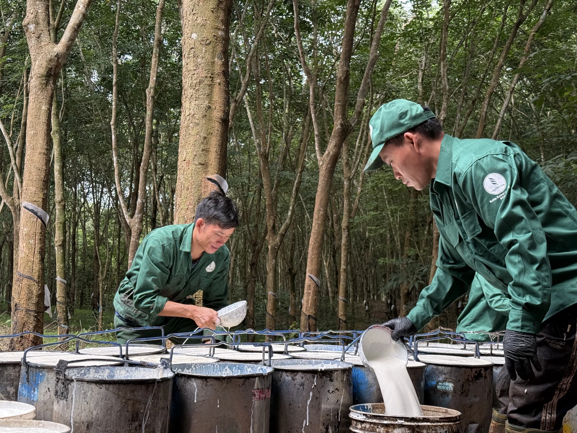 cao-su-xanh-hoa-ESG-h3.JPG