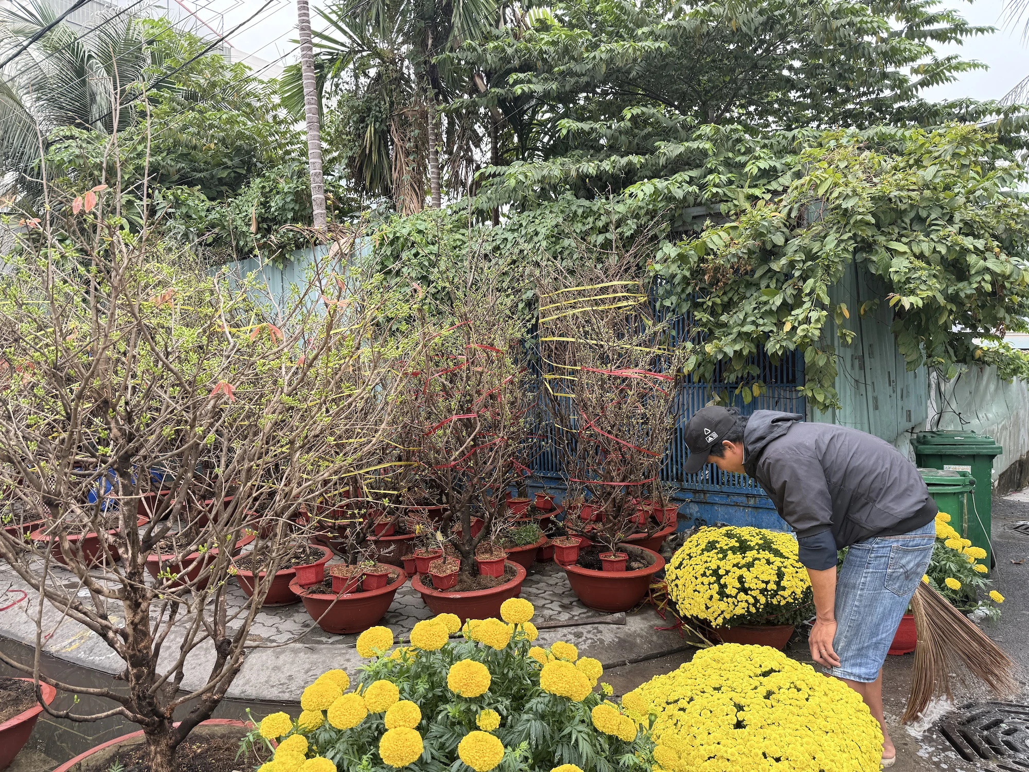 hoa-tet-2026-binh-ngo-h1.JPG