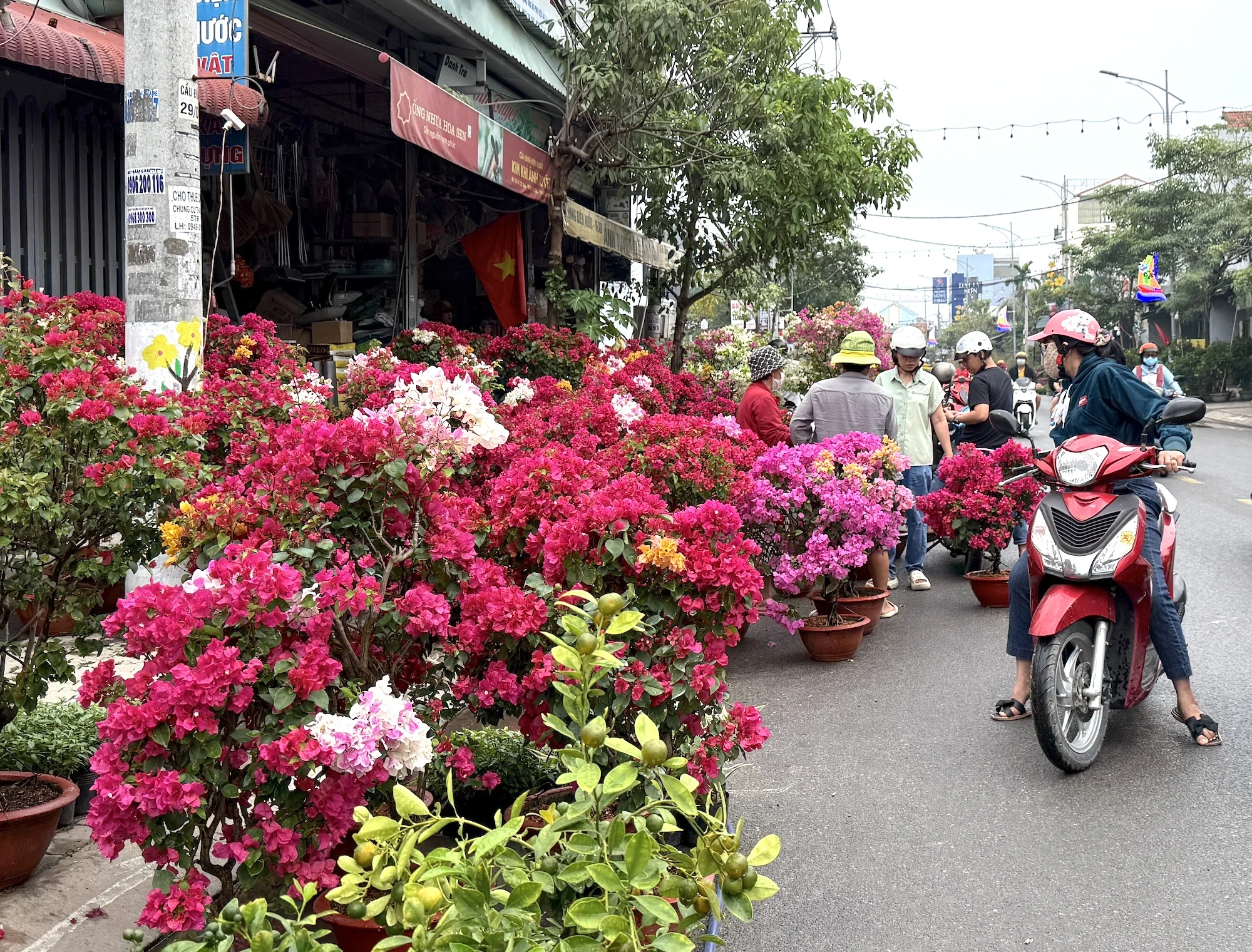 hoa-tet-2026-binh-ngo-h3.JPG