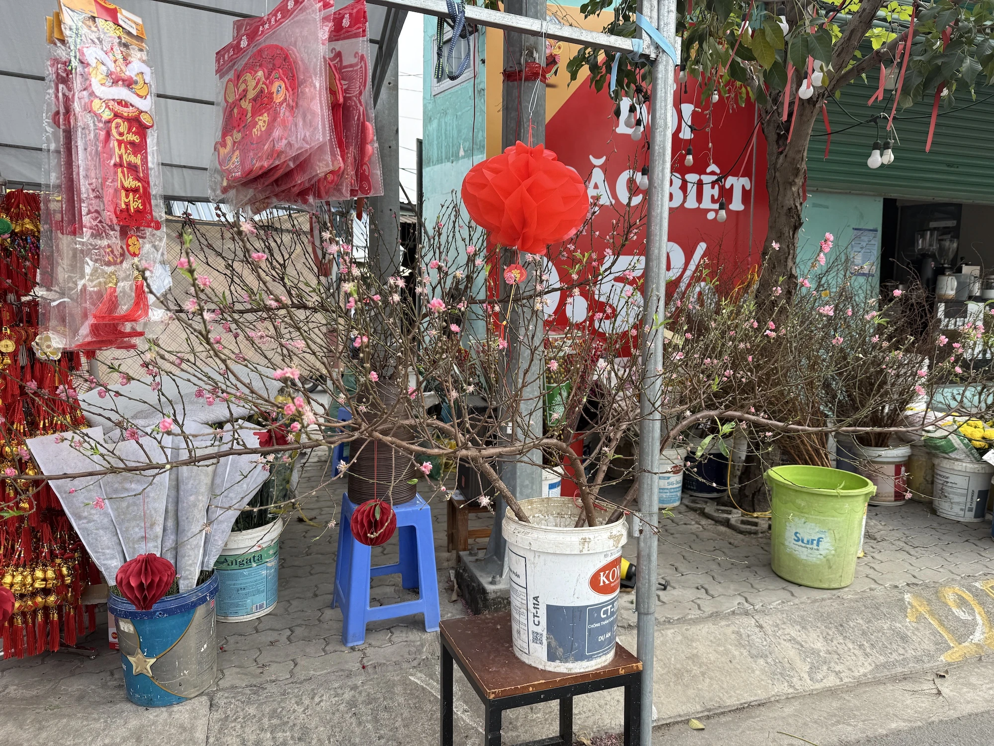 hoa-tet-2026-binh-ngo-h4.JPG