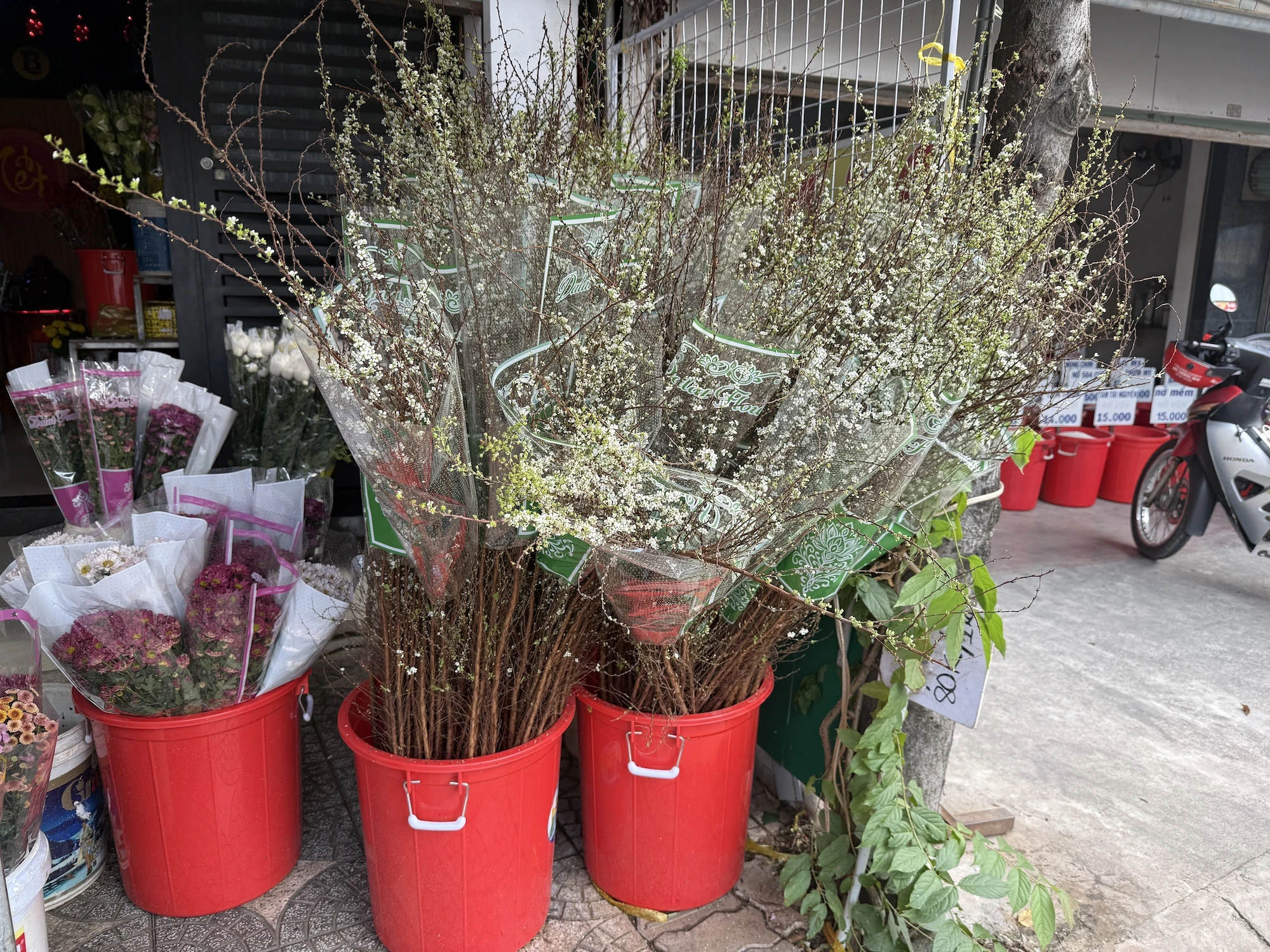 hoa-tet-2026-binh-ngo-h6.JPG
