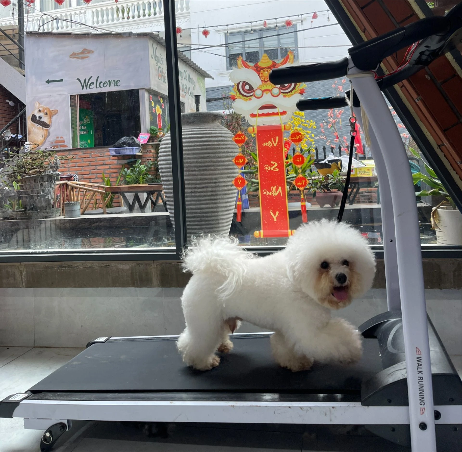 thu-cung-chay-bo.jpg