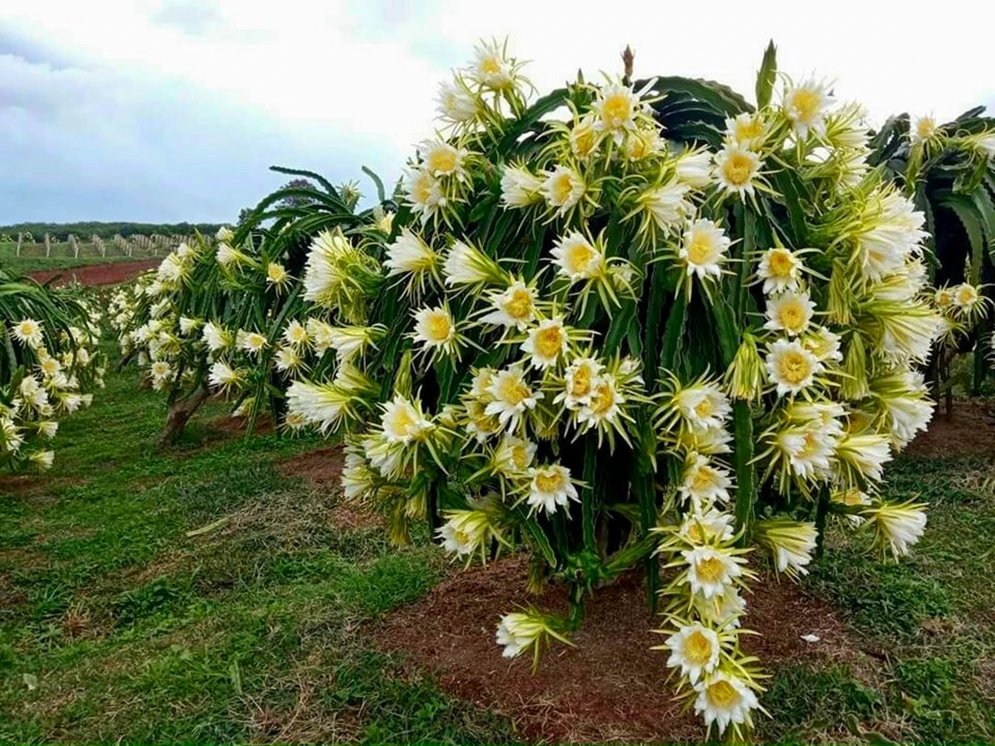 Cây thanh long từ cây "xóa đói giảm nghèo" đã trở thành cây trái làm giàu ở đây. Cây thanh long từ cây "xóa đói giảm nghèo" đã trở thành cây trái làm giàu ở đây.