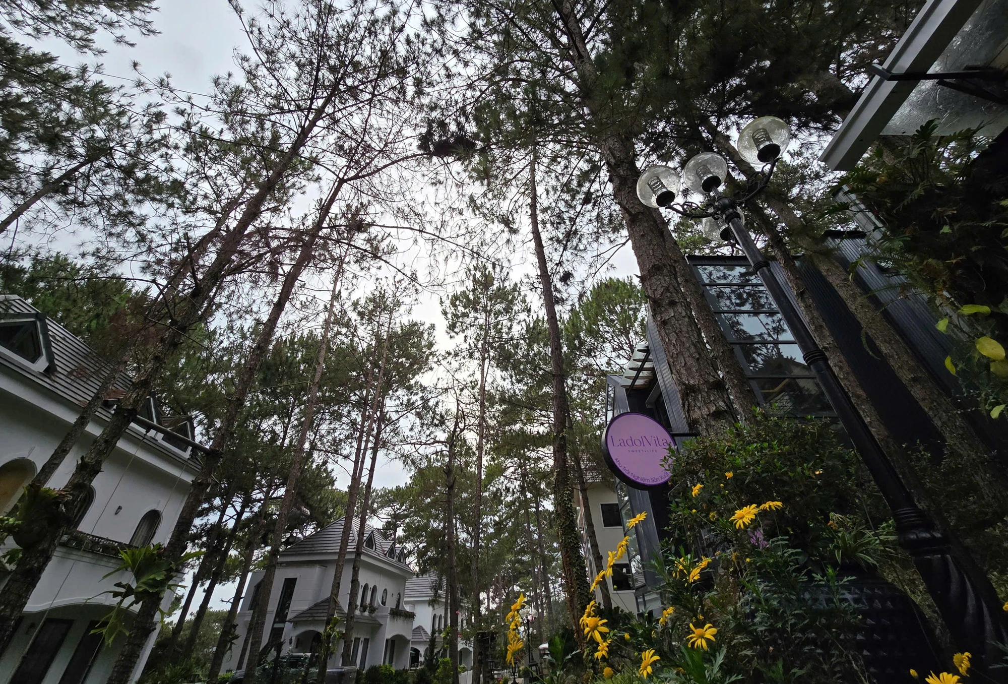 tinh-lam-dong (4).jpg