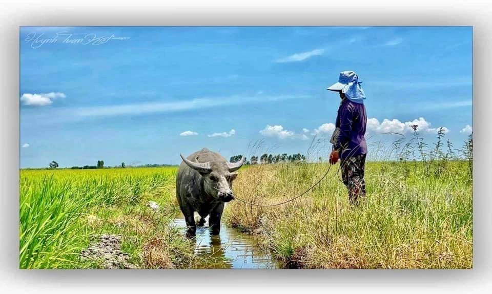 Bức ảnh một người phụ nữ ra đồng chăn trâu giữa nắng gắt trong bộ ảnh "Một kiếp mưu sinh". Ảnh: NVCC
