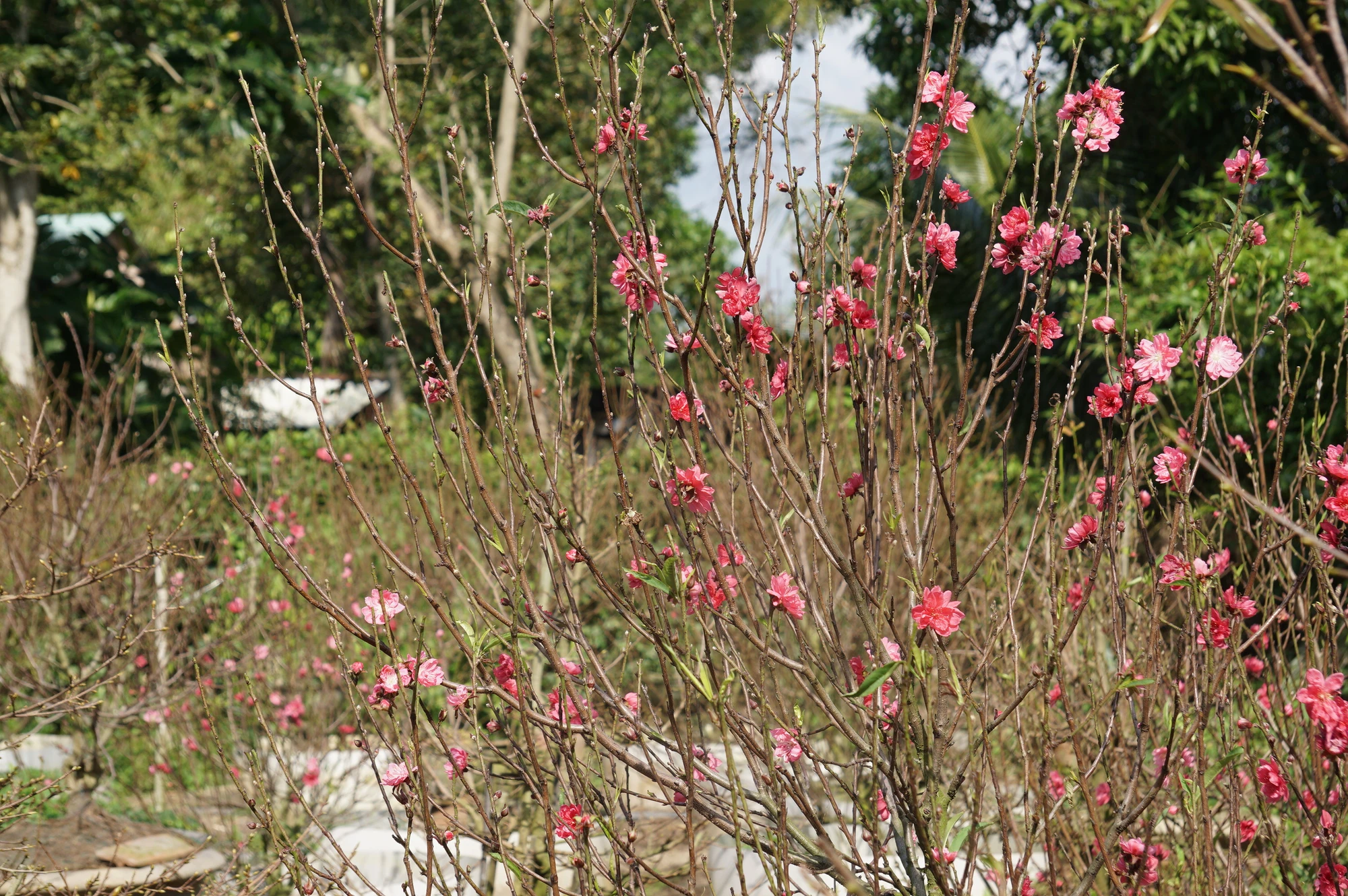 DSC08493.JPG