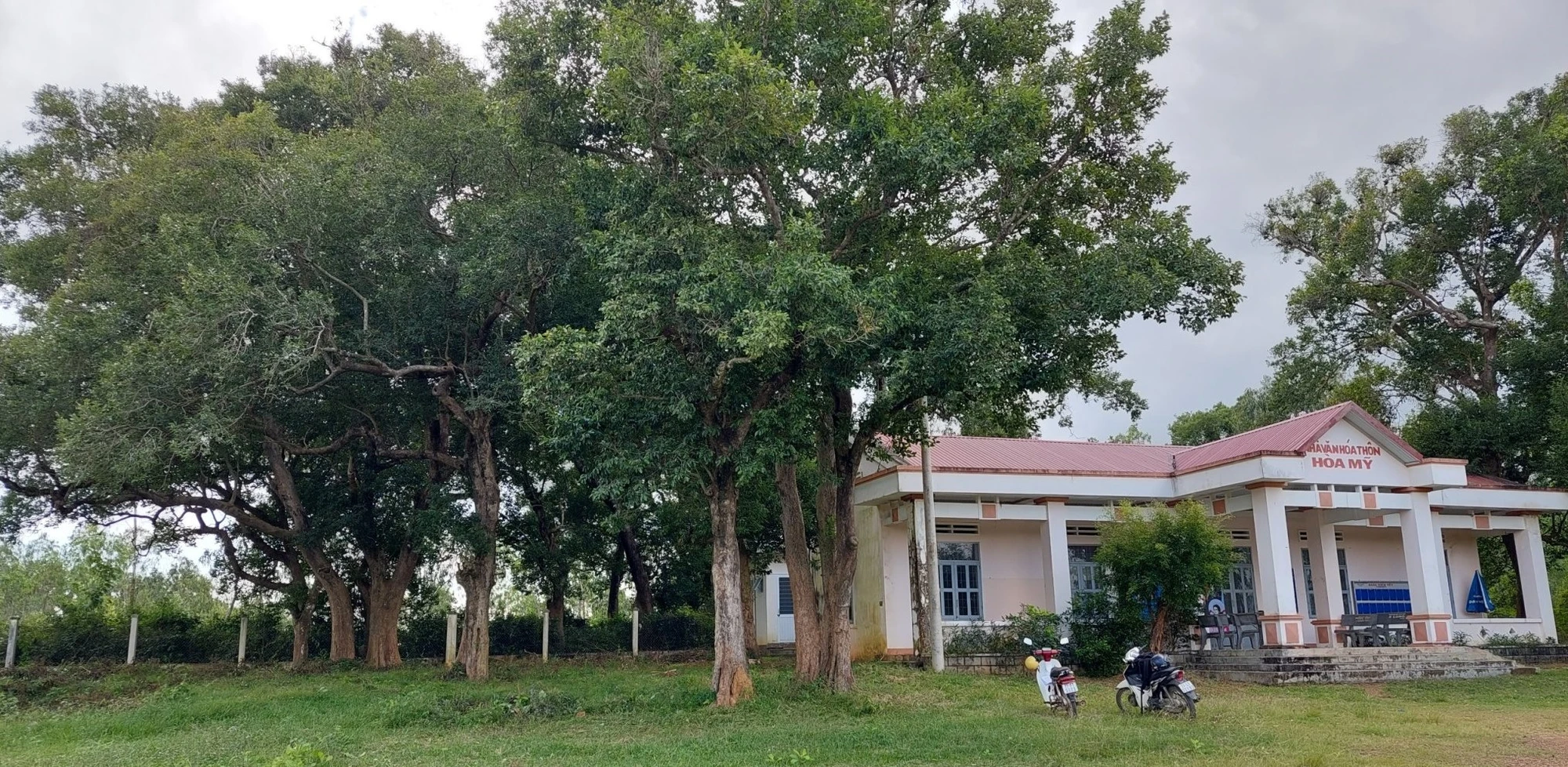 cây kơ nia.jpg