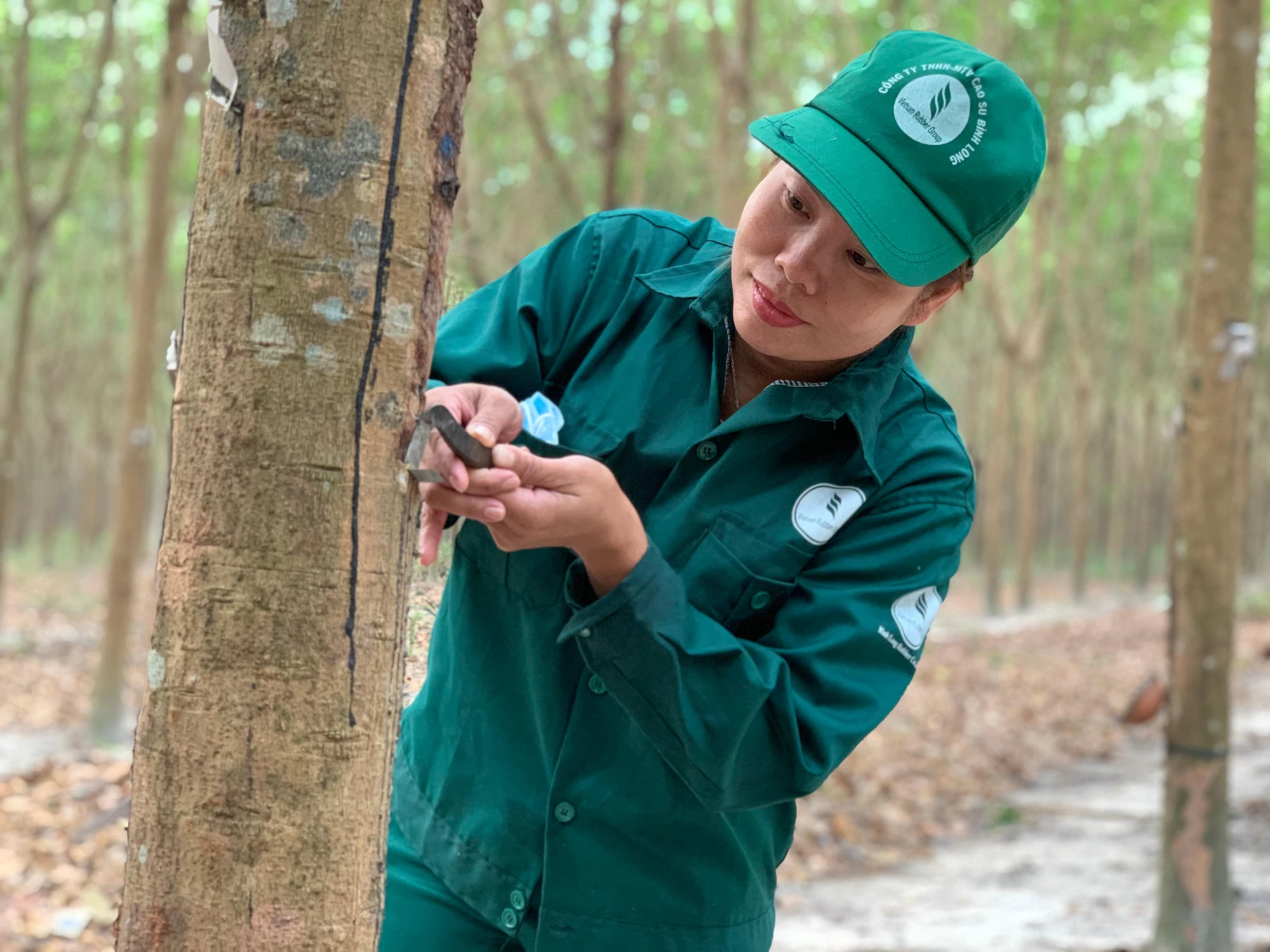 Công nhân lấy mủ cao su. Ảnh: Q.HUY Công nhân lấy mủ cao su. Ảnh: Q.HUY