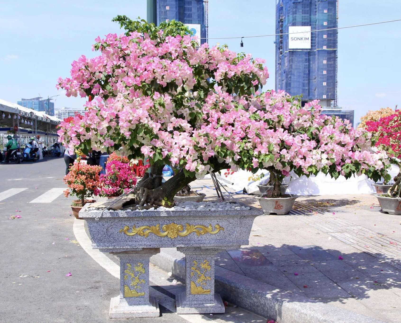 Chậu hoa giấy hơn 10 năm tuổi.