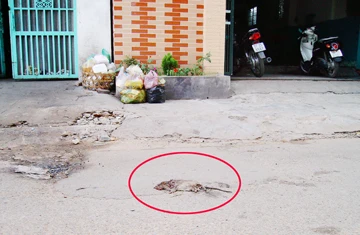 Thấy Chuột Chết Đánh Con Gì? Giải Mã Ý Nghĩa và Các Con Số Liên Quan