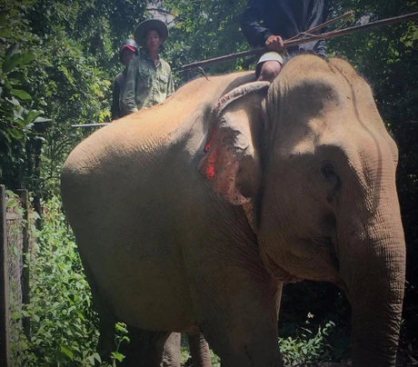 Bà bầu' voi nhà đầu tiên ở Đắk Lắk chuẩn bị vượt cạn | Báo ...