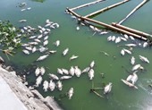 Cá nổi lềnh bềnh trong hồ mà ông Dũng 'lò vôi' định cải tạo
