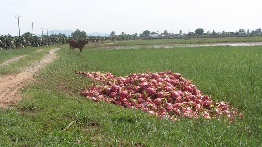 Đến bò cũng không thèm ăn