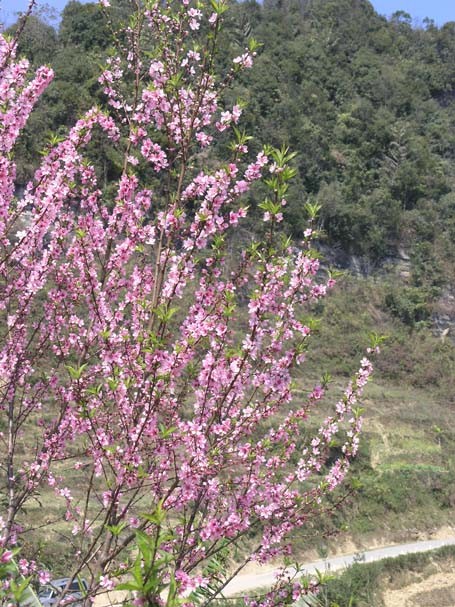 Phạm Ngọc Triển