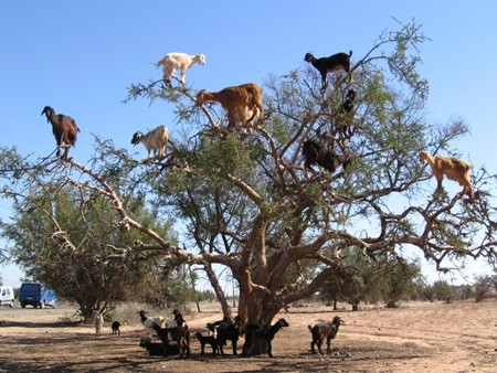 Cây Argan mang lại nguồn kinh tế lớn cho người dân địa phương.