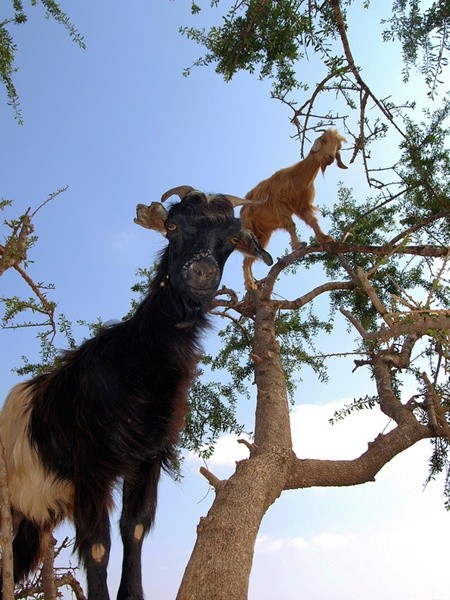 Trong khi đó, những chú dê đóng vai trò quan trọng trong việc thu hoạch hạt argan.