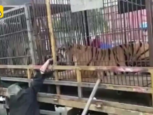 Suýt cụt tay vì đùa với hổ của rạp xiếc