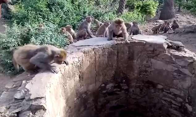Báo rơi xuống giếng, được bầy khỉ nhanh nhẹn cứu sống