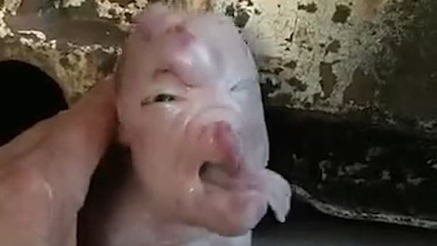 Kỳ lạ chú heo con có khuôn mặt người