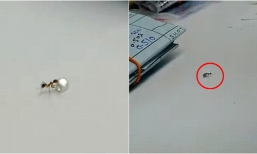 Bắt quả tang lũ kiến ăn trộm kim cương