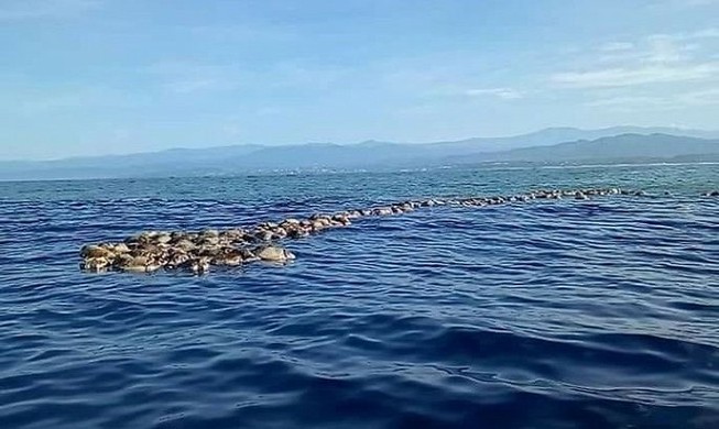 Phát hiện hàng trăm rùa biển quý hiếm chết không rõ nguyên do