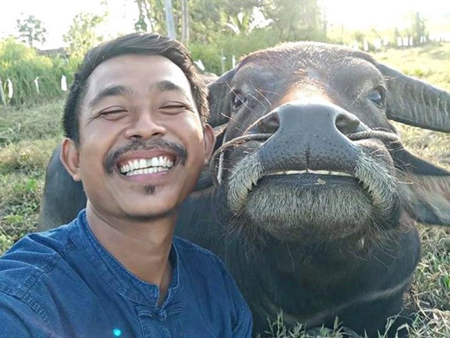 Nguy cơ dính vào vòng lao lý từ bức ảnh chụp với trâu