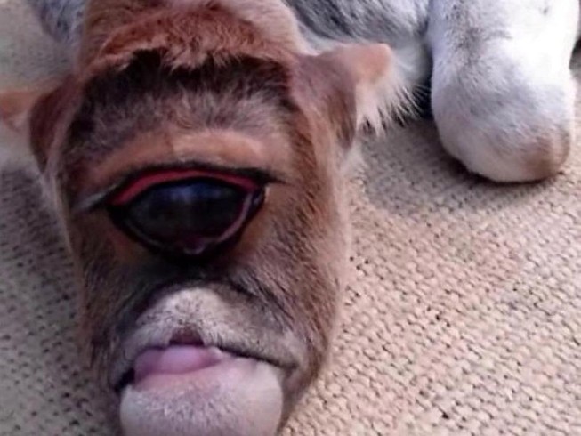 Chú bê một mắt kì lạ được tôn thờ như một vị thần