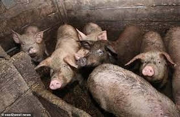 Kinh hoàng heo ‘ăn thịt người’ ở Nga