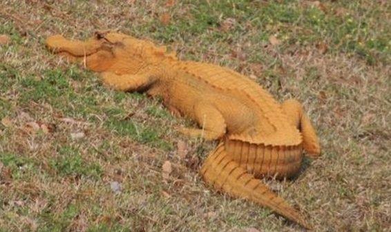 Kinh hãi cá sấu 'cam bí ngô' bò khắp Nam Carolina