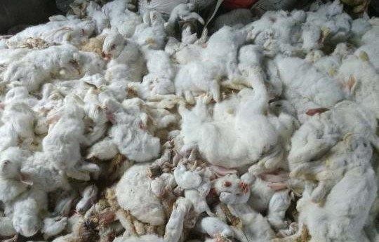 10.000 con thỏ chết 'bất đắc kỳ tử' vì tiếng pháo nhà hàng xóm