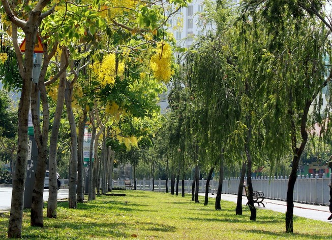 Sài Gòn có phố hoa vàng