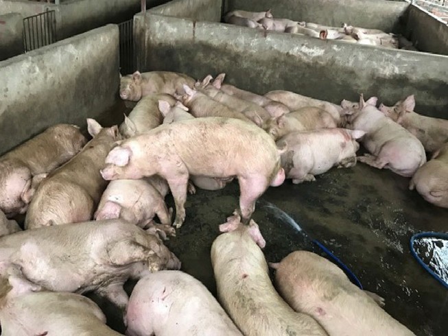 Hàng trăm con heo được bơm căng nước để mang đi tiêu thụ