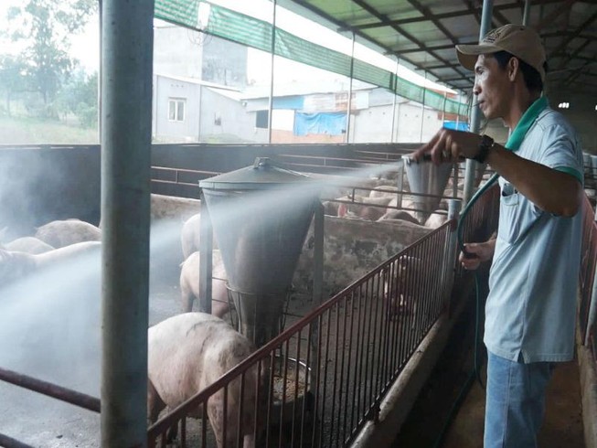 'Thủ phủ' heo Đồng Nai căng mình chống dịch tả heo Châu Phi