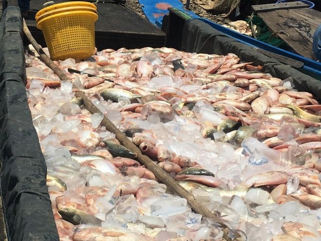 Đã tìm ra nguyên nhân gần 1.000 tấn cá bè sông La Ngà chết
