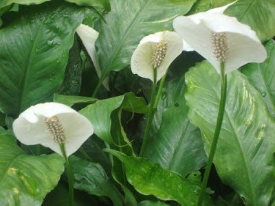 Những loại cây có tác dụng thanh lọc không khí