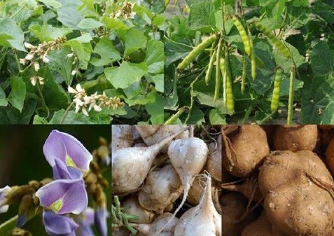 Vì sao ăn hạt củ đậu có thể tử vong?