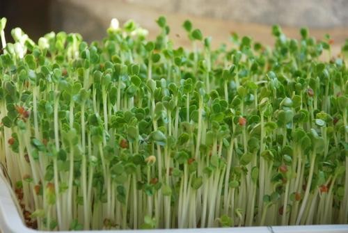 Tác dụng chữa bệnh của rau mầm