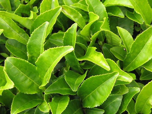 6 mẹo làm đẹp với trà xanh