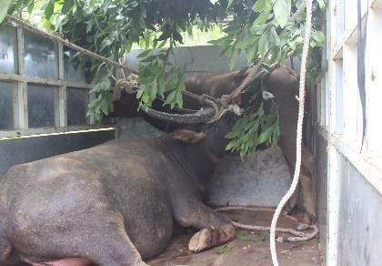 'Trâu điên' sập bẫy được bán với giá 45 triệu đồng