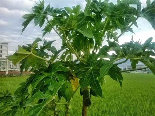 Lá đu đủ chữa khỏi ung thư chính xác đến đâu?